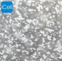 L5178Y TK 小鼠淋巴瘤细胞/种属鉴定/镜像绮点（Cellverse）