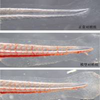 利用斑马鱼模型评价辅助降血脂（高脂）功效