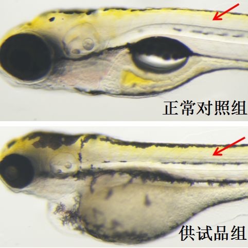 利用斑马鱼模型评价皮肤肌肉毒性