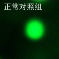 利用斑马鱼模型评价基因毒性（彗星实验）