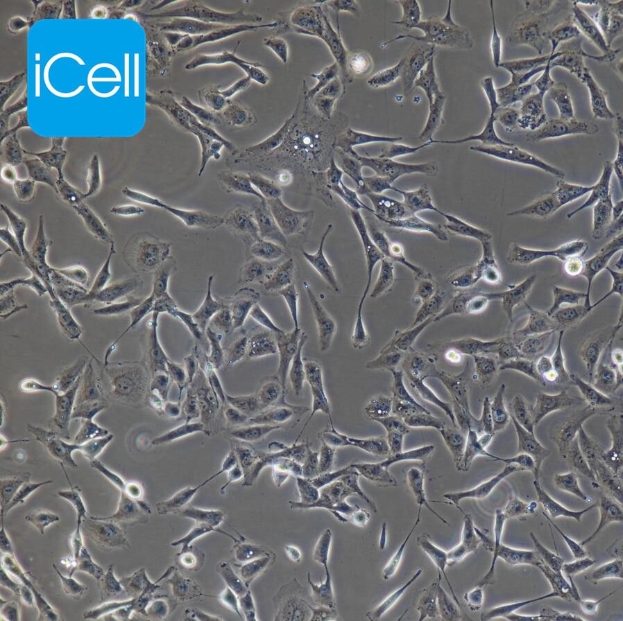 HMEC-1人微血管内皮细胞株/赛百慷（iCell） 