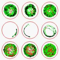 利用斑马鱼模型评价缓解体力疲劳功效