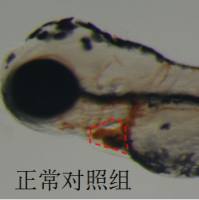 利用斑马鱼模型评价改善贫血功效