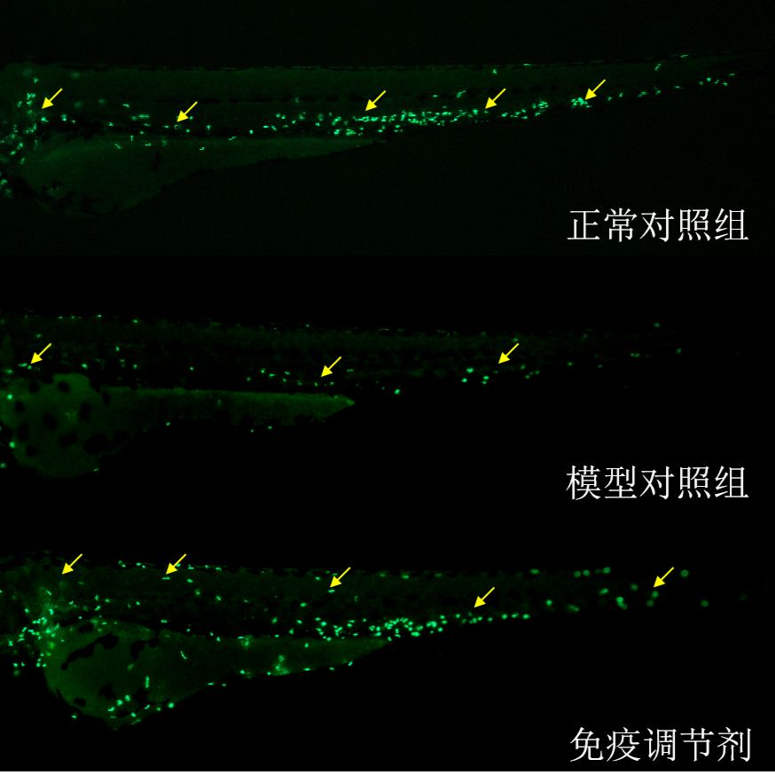 利用斑马鱼模型评价调节免疫功效-中性粒细胞