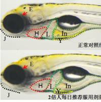 利用斑马鱼模型多剂量评价产品短期服用安全性