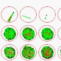 利用斑马鱼模型评价镇痛作用