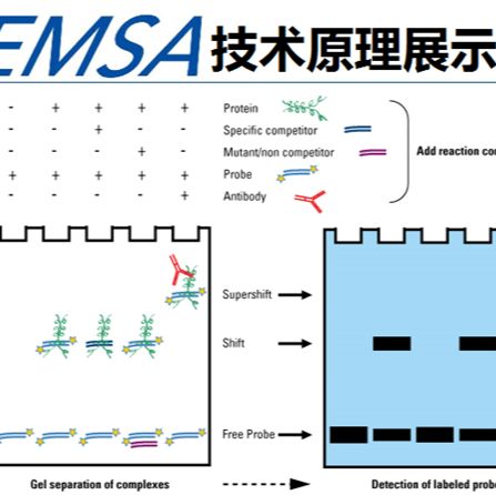 凝胶迁移或电泳迁移率EMSA实验