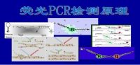 脑膜蠕虫探针法荧光定量PCR试剂盒