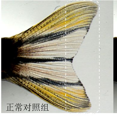 利用斑马鱼模型评价促进组织再生/伤口愈合功效