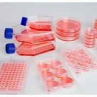 Sphera超低吸附表面,60mm培养皿 174944