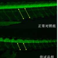 利用斑马鱼模型评价行为毒性