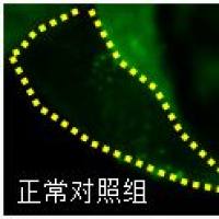 利用斑马鱼评价细胞凋亡