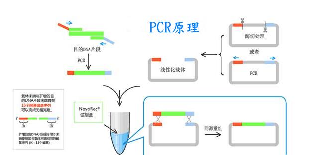 绿脓假单胞菌探针法荧光定量PCR试剂盒