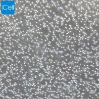 YAC-1 |YAC-1细胞|YAC1|YAC1细胞|YAC1小鼠淋巴瘤细胞/种属鉴定/镜像绮点