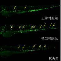 利用斑马鱼模型评价抗炎作用 - 神经性炎症