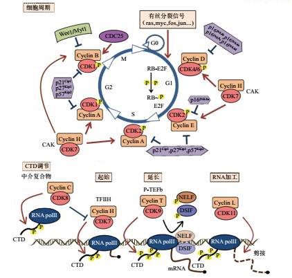 热门靶点-细胞周期依赖性激酶CDKs介绍（一）