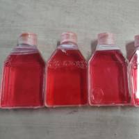 TF-1、TF-1细胞、TF1细胞、TF1、人红白血病细胞/STR鉴定