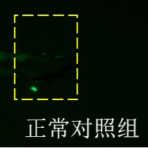 利用斑马鱼模型评价抗炎作用 - 机械性炎症