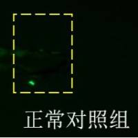 利用斑马鱼模型评价抗炎作用 - 机械性炎症