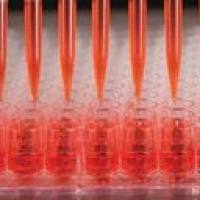 Nunc Edge 2 96孔板,F型底,细胞培养表面,无菌,不带盖 167574