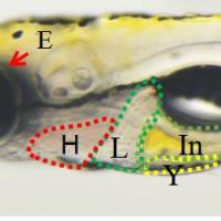 利用斑马鱼模型单剂量快速筛查产品人推荐服用剂量的安全性
