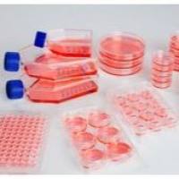 Sphera超低吸附表面,96孔板,U形底,孔体积300ul 174925