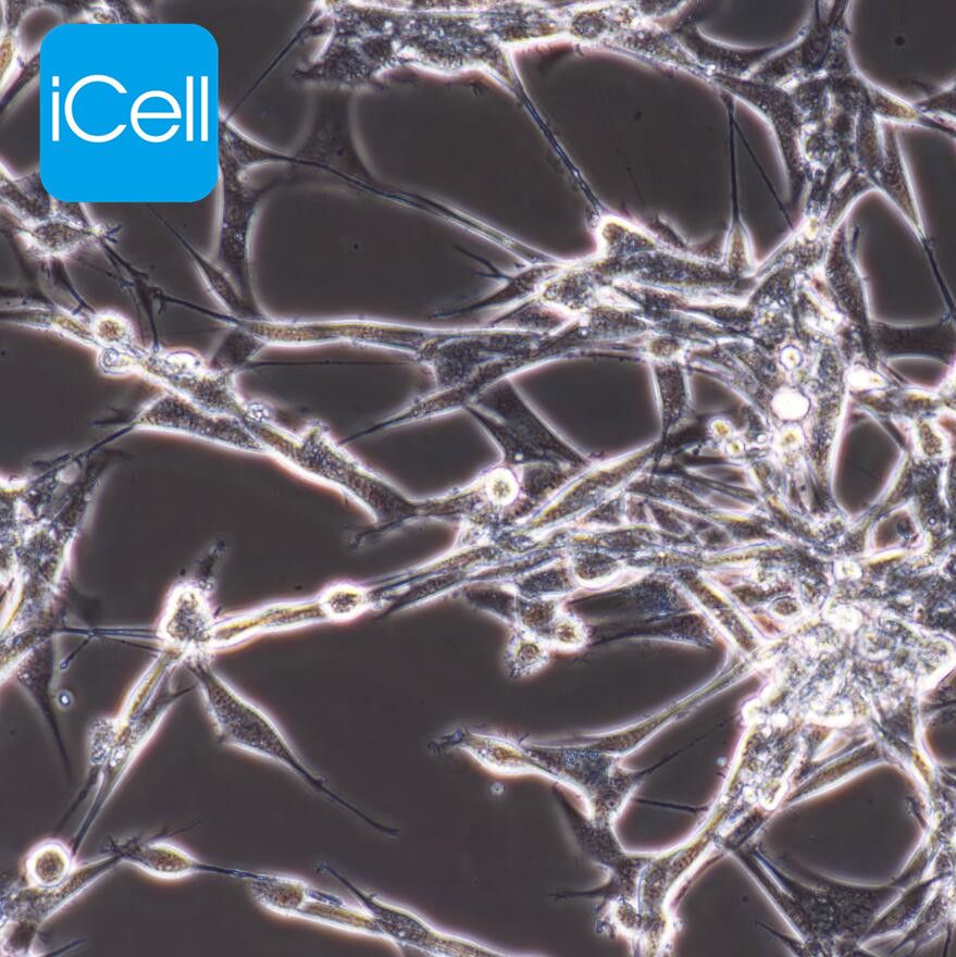 IMR-32 人神经母细胞瘤细胞