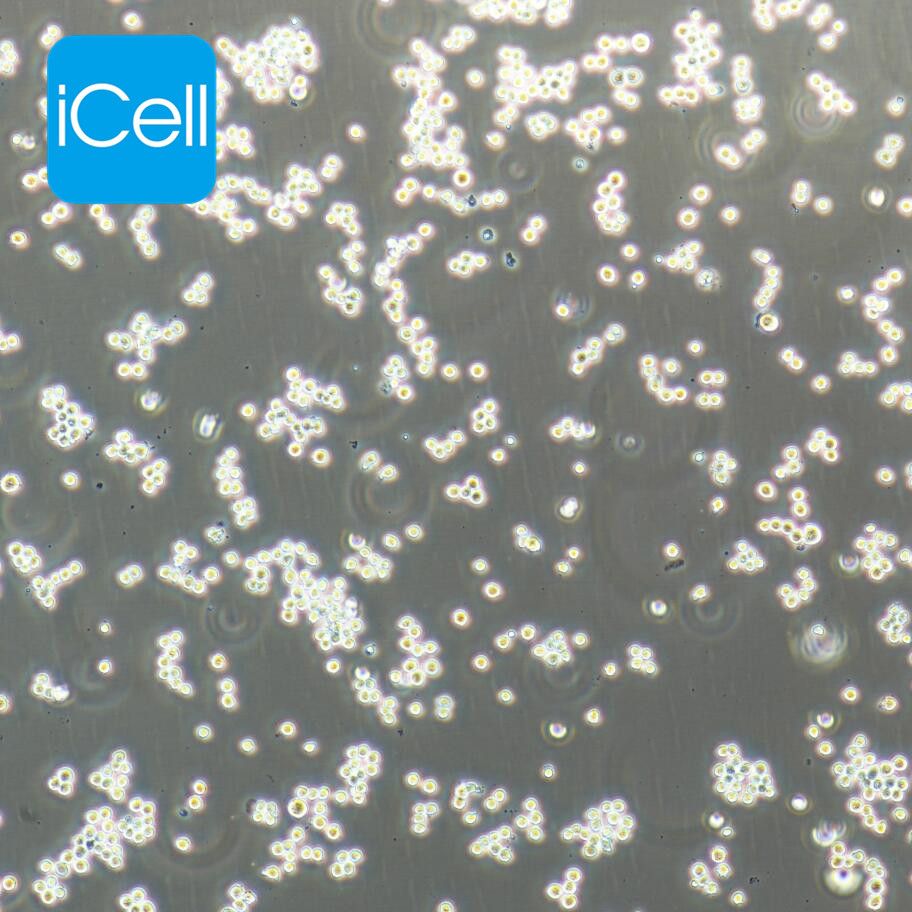 Ana-1 小鼠巨噬细胞/种属鉴定