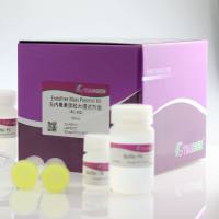 无内毒素质粒大提试剂盒(DP117)