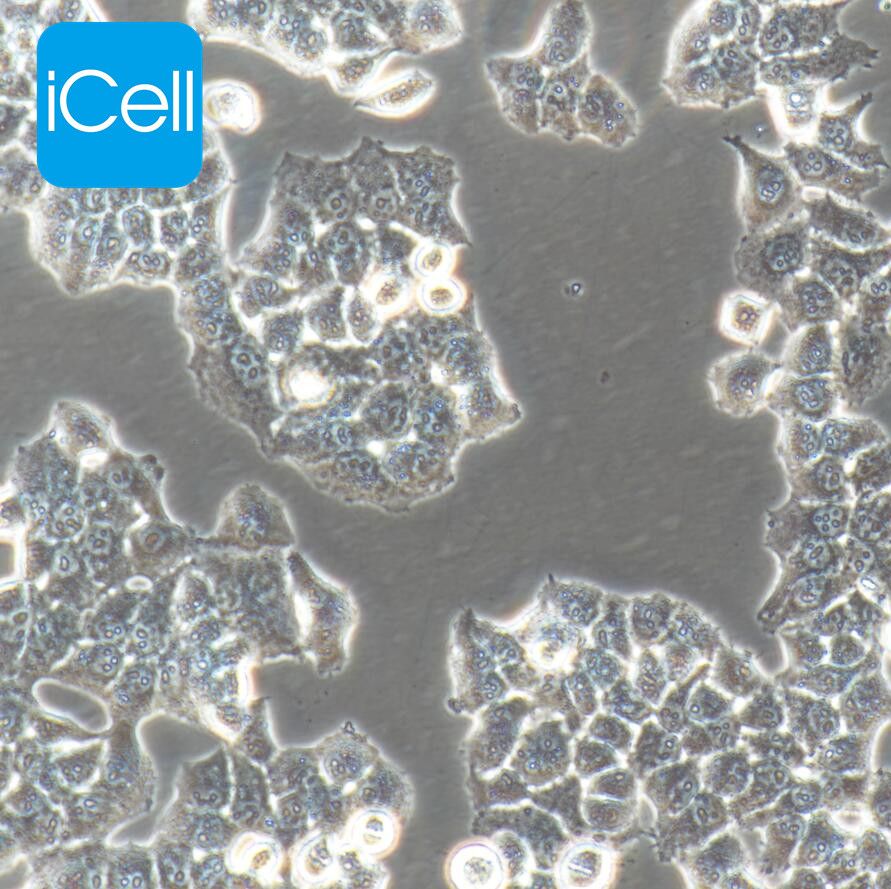 KB 人口腔表皮癌细胞/STR鉴定/镜像绮点（Cellverse）
