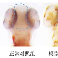 利用斑马鱼模型评价脑血栓防治作用