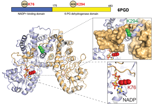 威斯腾生物联合中国抗癌协会肿瘤代谢专委会网络学术沙龙系列讲座第十四讲