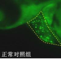 利用斑马鱼模型评价保护心肌作用