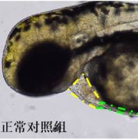 利用斑马鱼模型评价心衰防治作用