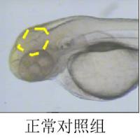利用斑马鱼模型评价脑出血防治作用