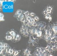 huh-7 人肝癌细胞|huh-7|huh-7细胞|huh7|huh7细胞|STR鉴定/镜像绮点