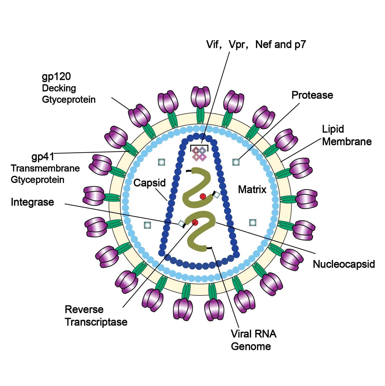 LV（慢病毒）-CRISPR基因编辑