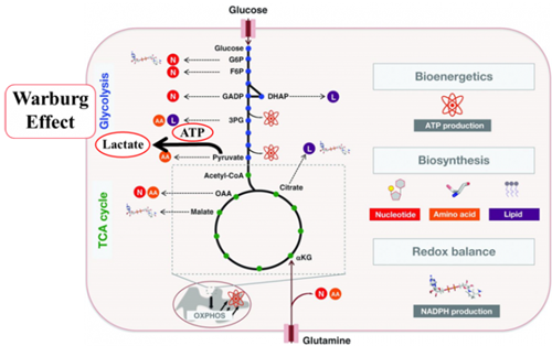 威斯腾生物联合中国抗癌协会肿瘤代谢专委会网络学术沙龙系列讲座第十四讲