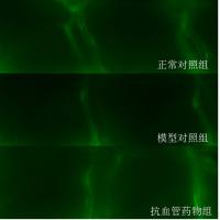 利用斑马鱼模型评价抗血管内皮损伤性血栓作用