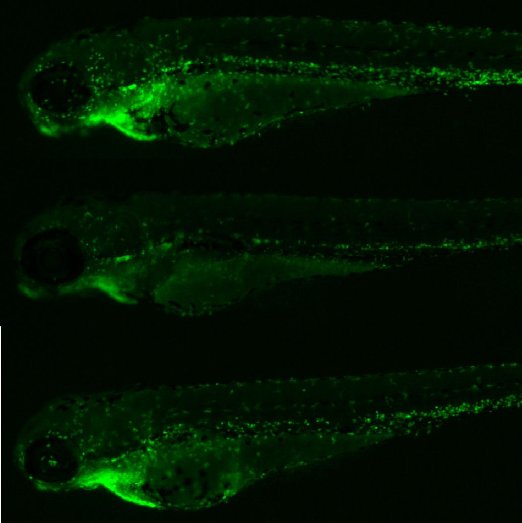 利用斑马鱼模型评价调节免疫功效——巨噬细胞