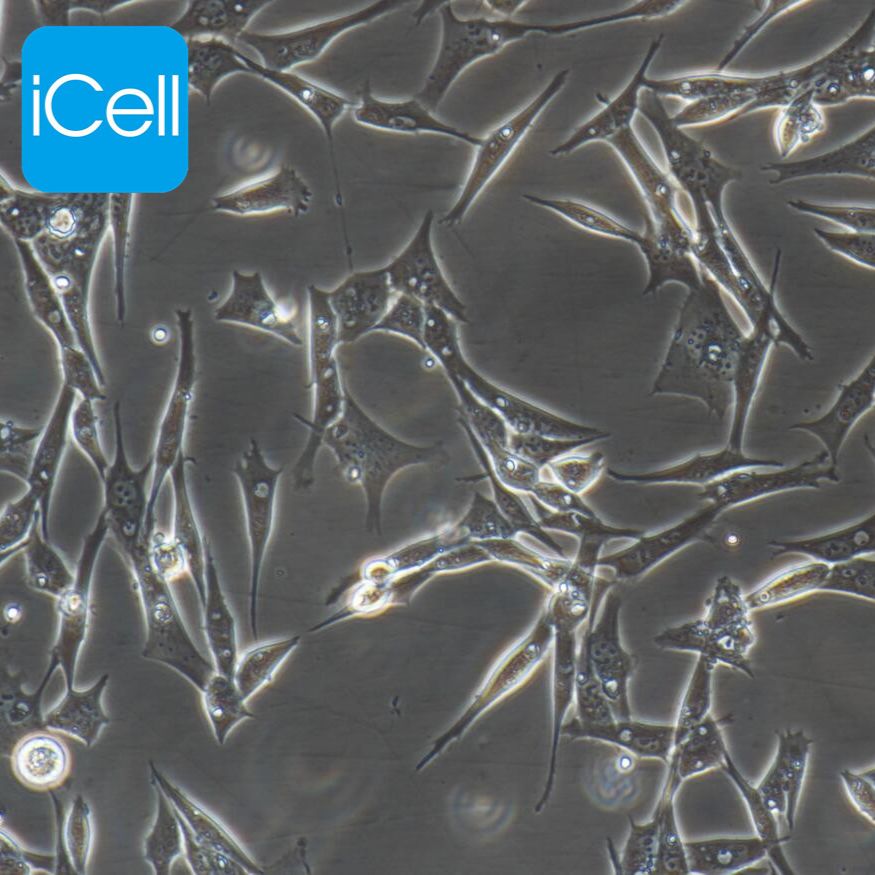Duck embryo 鸭胚成纤维细胞永生化/种属鉴定/赛百慷（iCell） 
