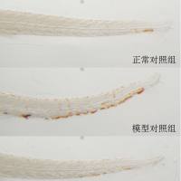 利用斑马鱼模型评价抗气滞血瘀型血栓作用