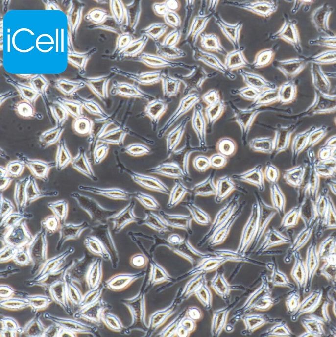 DRG 大鼠背根神经节细胞/镜像绮点（Cellverse）