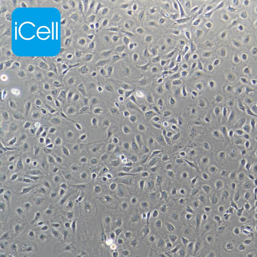 IEC-6 大鼠小肠隐窝上皮细胞/种属鉴定/镜像绮点（Cellverse）