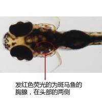 利用斑马鱼模型评价调节免疫功效——T细胞