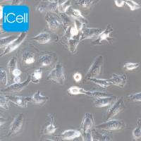 A498、a498细胞、a-498细胞、a-498人肾癌细胞/STR鉴定/镜像绮点（Cellverse）