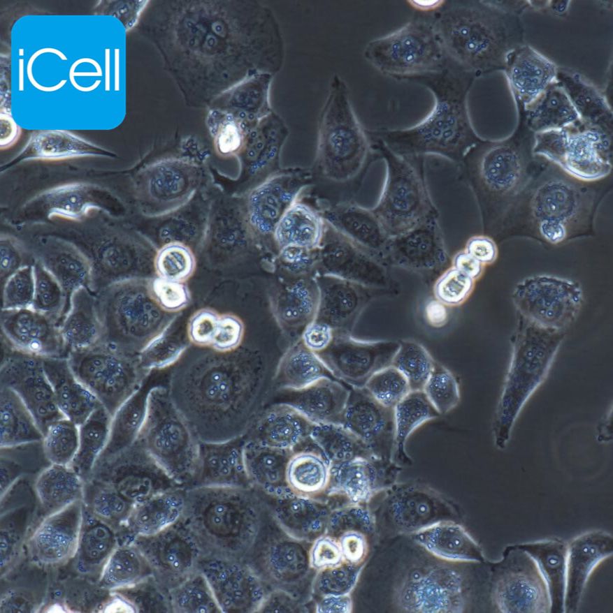 NCI-H1650 人非小细胞肺癌细胞/STR鉴定/镜像绮点（Cellverse）