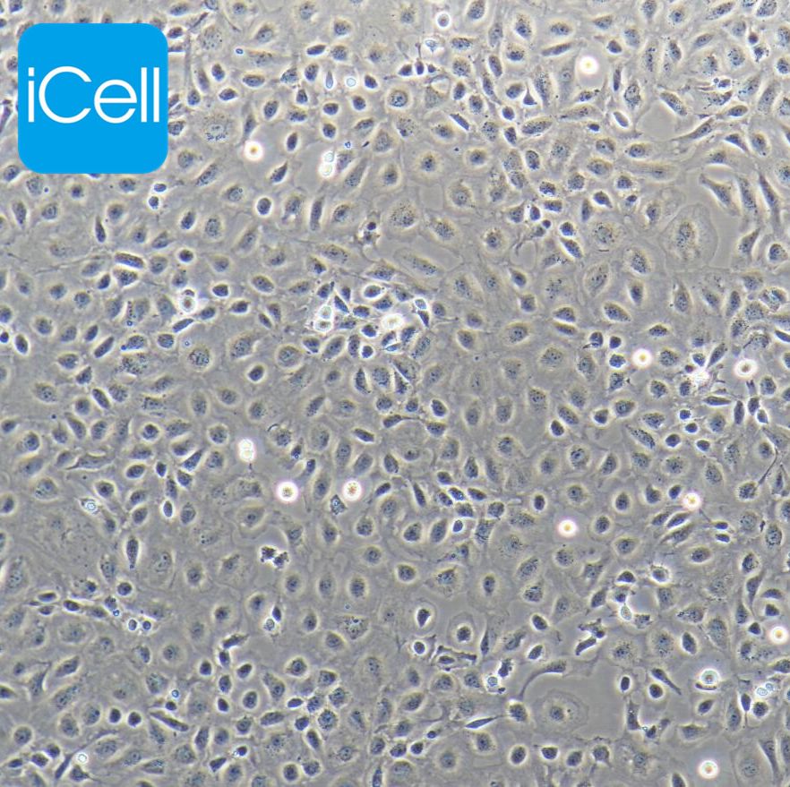 IEC6 大鼠小肠隐窝上皮细胞/种属鉴定/镜像绮点（Cellverse）