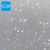 IEC6 大鼠小肠隐窝上皮细胞/种属鉴定/镜像绮点(Cellverse)