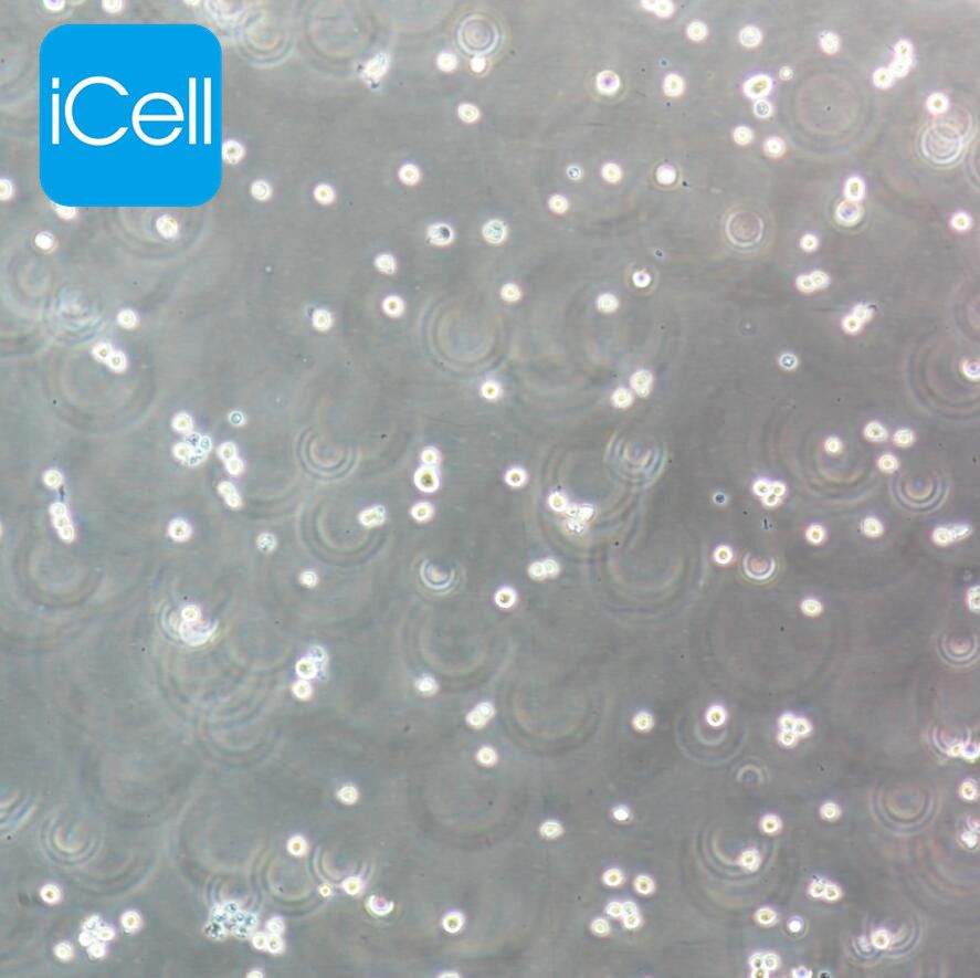 KU812 人外周血嗜碱性白血病细胞/STR鉴定/镜像绮点（Cellverse）